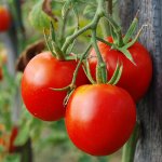 Устойчивый к похолоданиям, продуктивный томат — Северная малютка: характеристики сорта и советы по выращиванию
