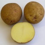 Ставший лучшим сортом для многих огородников — картофель Маг: описание и характеристика