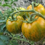 Высококачественный сорт с изумрудной расцветкой — томат Сибирский малахит: описание помидоров и советы по уходу