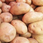 Максимально эффективный и неприхотливый сорт картофеля — Вираж: описание и характеристика