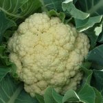 Урожайный сорт с белоснежными и вкусными плодами — цветная капуста Брюс F1: отзывы и описание