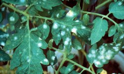 Серьезные симптомы заболевания помидоров — белые пятна на листьях: от чего появляются и как с этим бороться?