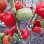 Надежный сорт с мясистыми и насыщенными плодами — томат Кавказец: отзывы и описание