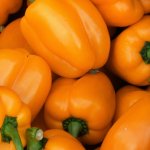 Несложный в выращивании и весьма урожайный перец — Звезда востока оранжевый F1: отзывы и описание сорта