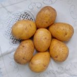 Секрет рекордных урожаев с картофелем Волат: описание сорта и характеристика