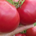 Сорт для любого грунта — томат Миллионер: подробное описание, советы дачников