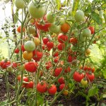 Ранние плоды с настоящим насыщенным вкусом — томат Казацкий: отзывы и описание сорта