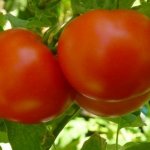 Крупный сорт для открытого грунта — томат Невский экспресс F1: описание, отзывы, фото