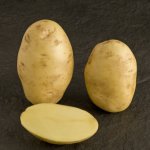 Достойный культивар для настоящих победителей — картофель Виктория: описание сорта и отзывы