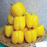 Мясистые и аппетитные золотистые плоды — перец Звезда востока желтый F1: характеристика и описание сорта