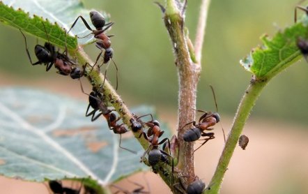Как избавиться от муравьев в огороде?