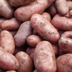 Верное подспорье для каждого огородника — картофель Брянский Надежный: описание сорта и отзывы