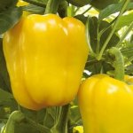 Очаровавший своей красотой и урожайностью — перец Золотое чудо: описание и характеристика сорта