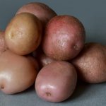 Независим от капризов погоды и инфекций — картофель Романо: описание сорта и характеристика