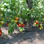 Не требовательный гибрид для открытого грунта — томат Семко 2010: характеристики сорта и описание, отзывы об урожайности