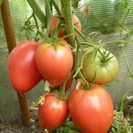Стрессоустойчивый и продуктивный томат — Кардинал Мазарини: характеристика и описание сорта