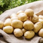 Фаворит среди стойких и надежных сортов — картофель Крепыш: описание и характеристика