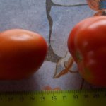 Представитель из мира пасленовых — томат Геркулес: описание сорта и советы по выращиванию